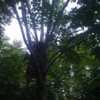 楸树，速生杨，栾树