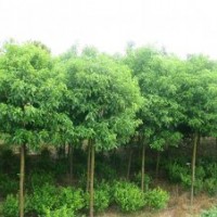 常年供应大小规格国槐、合欢、法桐、白蜡、柳树、栾树、银杏、龙