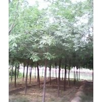 出售14-30公分白蜡