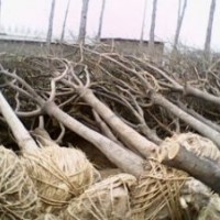 龙璟新城绿化国槐