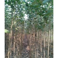 毛白杨炮捻批发-毛白杨炮捻行情-毛白杨炮捻最新价格