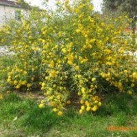 丰花月季、剑麻、