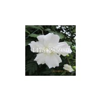 丛生木槿苗丛生白花木槿苗1米定杆树形优美的木槿苗