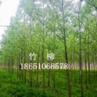 竹柳苗、直柳、垂柳、垂柳苗、竹柳、马褂木、七叶树