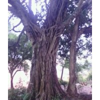 南宁出售一棵大榕树4.5米处分叉 树形好