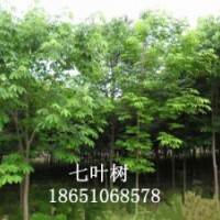 紫玉兰、白玉兰、七叶树、马褂木、高杆女贞、朴树、榉树