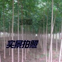 毛白杨.窄冠毛白杨.雄性毛白杨