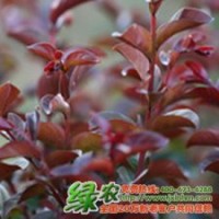 红叶红花紫薇 具有广阔的市场前景