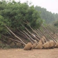 山东国槐，国槐哪里多，哪里法桐多