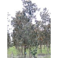 供应广玉兰 成都广玉兰价格