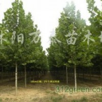 供应白玉兰、紫玉兰、黄玉兰、广玉兰、栾树、法桐