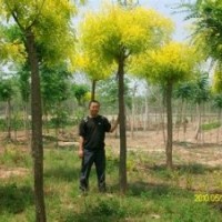 2014国槐 合欢 法桐等大量销售