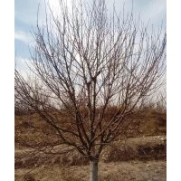 金玉苗木长期供应京红海棠树