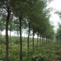 3公分速生国槐价格