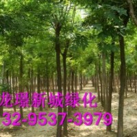 6公分至8公分裸根国槐价格解析