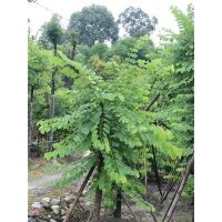 供应羊蹄甲 熟货羊蹄甲低价 成都羊蹄甲 成都万树园林