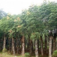 量供应31,32,33公分国槐(裸根截杆，土球全冠）价格