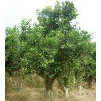 香泡小苗，移栽香泡树，移栽柚子树，湖南香泡价格