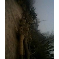 垂柳、紫叶李、法桐、国槐