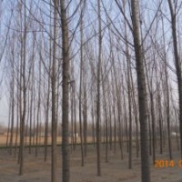 速生杨107片林8到15公分，量大处理
