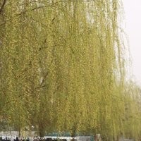 河北黄柳小苗|黄柳价格