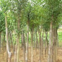 供应大叶女贞的价格