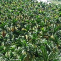 3米棕榈价格、4米棕榈价格、5米棕榈价格