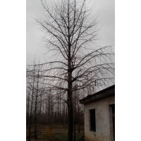 大量供应35公分银杏实生树