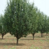 15公分八棱海棠树