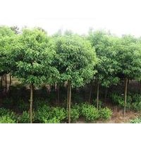 供应3米杀头香樟 切杆香樟树价格 5-8公分香樟小苗