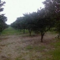 10公分香泡树 12公分香橼树价格 15公分益阳香泡树