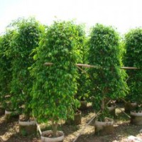垂叶榕供应 量大