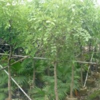 腊肠树供应黄花腊肠