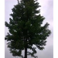 实生银杏，价格面议