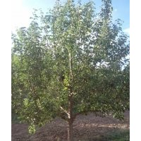供应京红海棠树