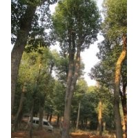25公分香樟价格，26公分香樟树