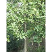 三角枫价格，龙柏价格，香樟价格