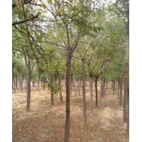 国槐白蜡苗木基地