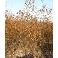 供应金叶榆丛生苗