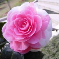 【七仙女】茶花 绿植园艺 鲜花盆栽 阳台庭院花卉 种子花盆多色花