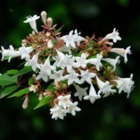 糯米条，糯米条价格