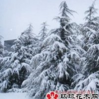 大量供应4-8米雪松