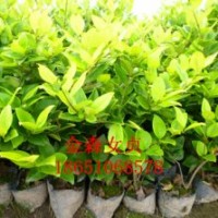 红叶石楠、金森女贞、金边黄杨、扶芳藤、紫叶小檗、金叶女贞、小