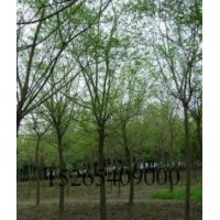 河南4--40国槐价格