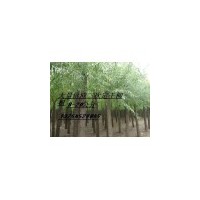 金丝柳，黄柳，旱柳，馒头柳