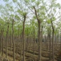 湖北国槐 榕花 法桐 最新价格