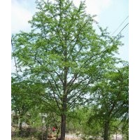 常年优惠供应20-80公分，分枝高度2米以上银杏