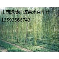 柳树出售、3、4、5公分垂柳、张和柳大量低价优惠供应