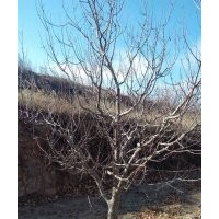 金玉苗木常年出售八棱海棠树