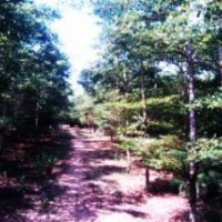 本场优惠供应6-12分小叶榄仁地苗